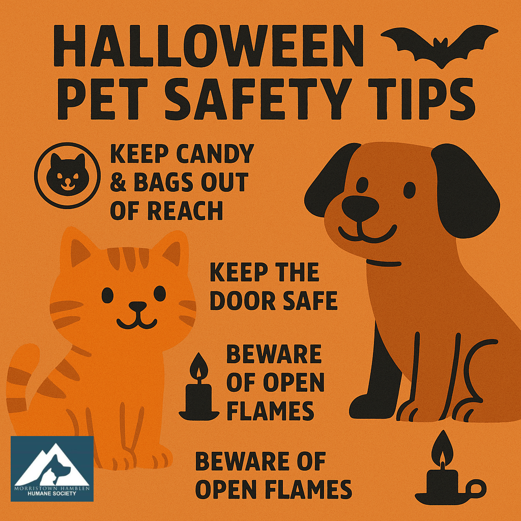 Halloween Pet Safety Tips